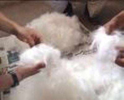 Takn Angora Tav.retim - ANGORA RABBIT PRODUCTION

WOOL ANGORA RABBIT PRODUCTION

ANGORA TAVAN RETM 

ANGORA TAVAN