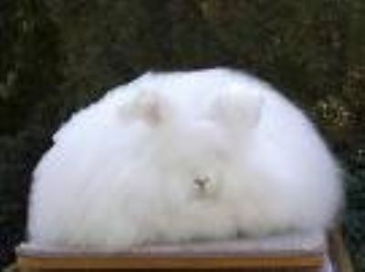 Takn Angora Tav.retim - ANGORA RABBIT PRODUCTION

WOOL ANGORA RABBIT PRODUCTION

ANGORA TAVAN RETM 

ANGORA TAVAN