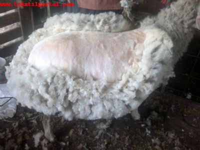Resim No:42974