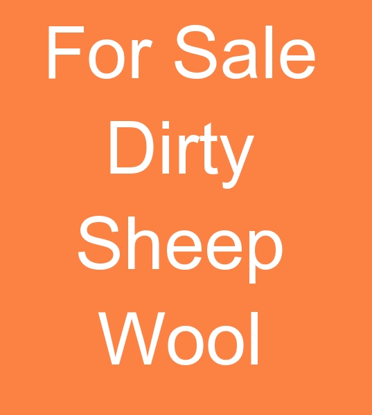 For Sale Dirty Sheep Wool